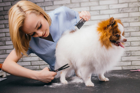 在美发店为狗梳理小狗斯皮茨照片