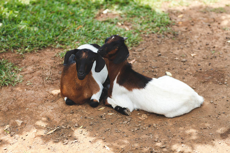 两只山羊在草地上休息。