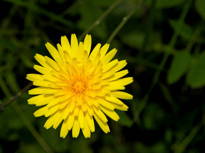 花瓣 特写镜头 季节 野花 夏天 植物 春天 颜色 开花