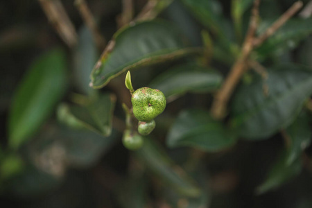 绿茶芽和新鲜的叶子。茶园。