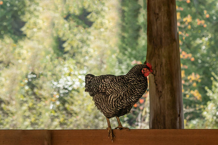 夏季在农家院子里觅食的红母鸡
