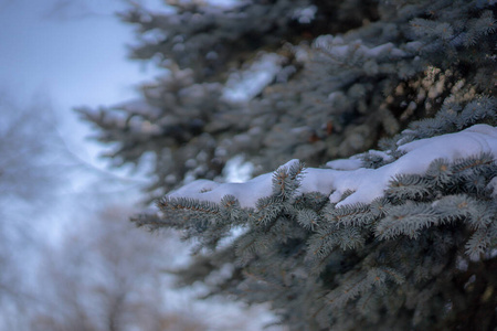 云杉 特写镜头 假日 寒冷的 俄罗斯 木材 冬天 一月 植物