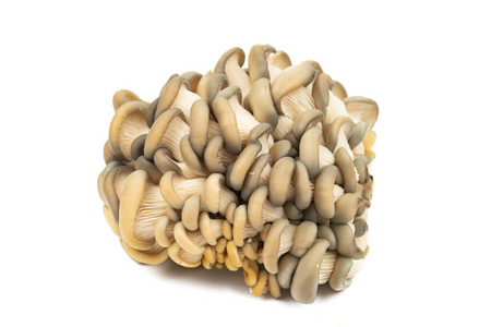 蔬菜 饮食 食物 烹饪 真菌 纹理 美味的 蘑菇 健康 牡蛎