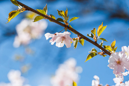 分支 樱花 紫色 花的 四月 春天 樱桃 苹果 公园 日本