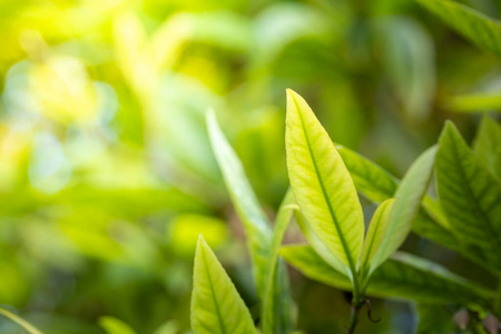 环境 生态学 颜色 墙纸 纹理 软的 春天 绿色植物 植物区系