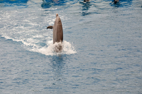 游泳 海豚 动物 野生动物 哺乳动物 自然 动物园
