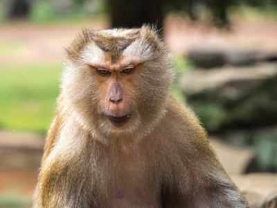 旅游业 自然 旅行 美丽的 猴子 安尼 灵长类动物