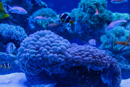 海的 风景 自然 野生动物 殖民地 暗礁 环境 水肺 通气管