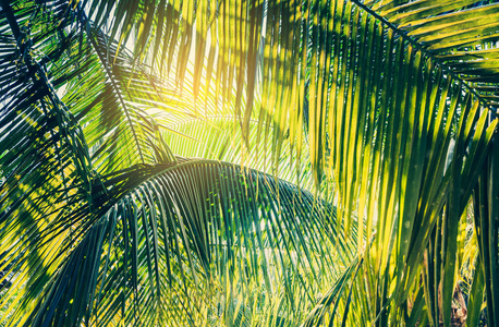 风景 美女 高的 植物 热带 海滩 太阳 旅行 棕榈 夏天