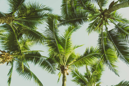 阳光 椰子 假期 海滩 天堂 自然 旅行 假日 太阳 植物