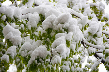 白雪覆盖的绿橡树叶.照片