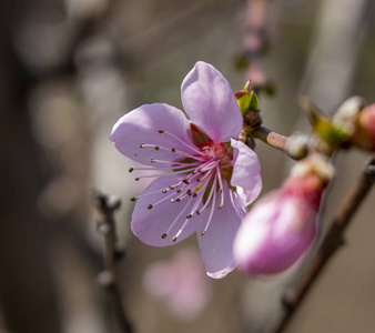 雄蕊 开花 阳光 粉红色 春天 植物 花园 植物区系