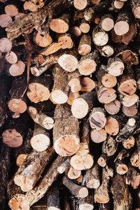 燃料 木材 材料 林业 自然 原木 切碎 村庄 粘贴 树干