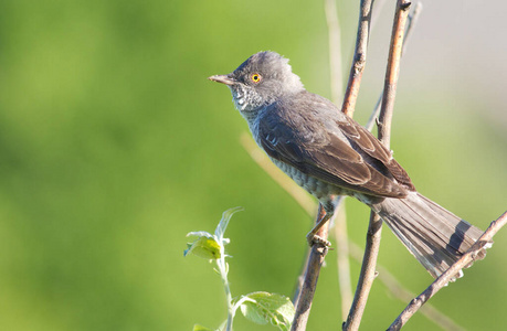 特写镜头 动物群 野生动物 鸟类学 观鸟 歌唱 鸣禽 动物