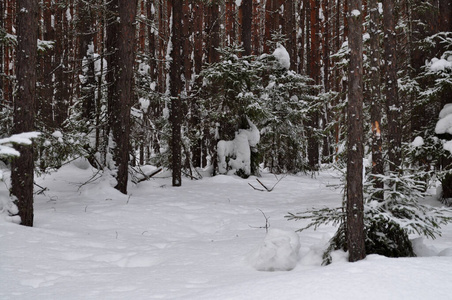 季节 公园 自然 西伯利亚 冬天 森林 寒冷的 美丽的 松木