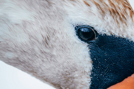 脖子 鸟类学 眼睛 自然 野生动物 美女 面对 肖像 动物
