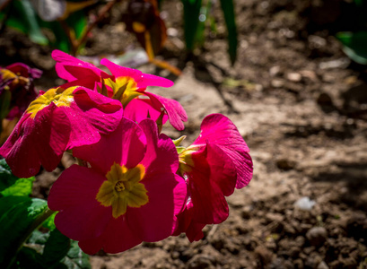 花的 颜色 植物学 野花 美丽的 美女 玫瑰 植物区系 开花