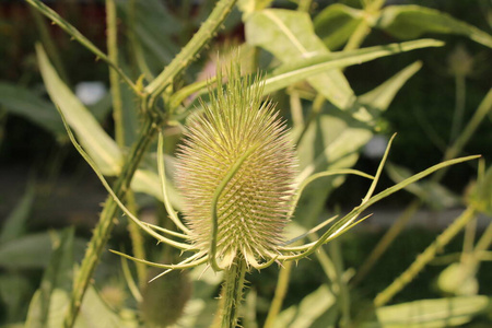 奥地利 特写镜头 真实的 泰洛 植物学 苞片 生态学 欧洲