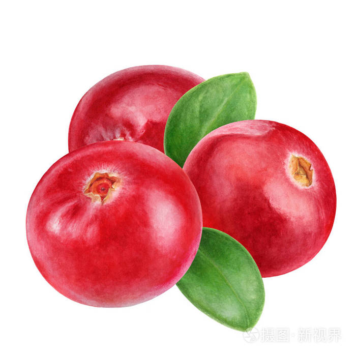 蔓越莓组成水彩画插图孤立在白色背景上