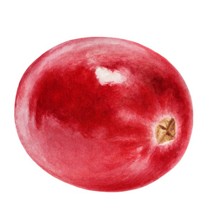 蔓越莓水彩画插图孤立在白色背景上照片