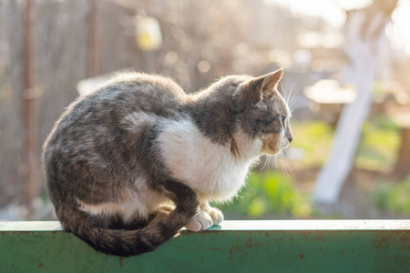 美丽的 斑猫 宠物 春天 自然 特写镜头 肖像 面对 猫科动物