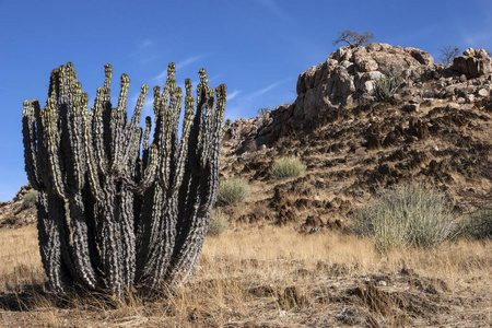 风景 大戟科 灌木 旅行 岩石 植物学 纳米比亚 喷射 植物