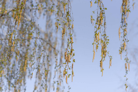 秋天 季节 春天 植物 桦木 冬天 松木 自然 树干 分支