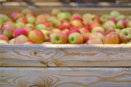 农场 苹果 果园 九月 食物 花园 作物 落下 甜的 水果