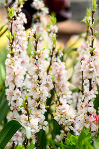 花瓣 开花 花的 春天 温柔 樱花 自然 日本人 软的 植物