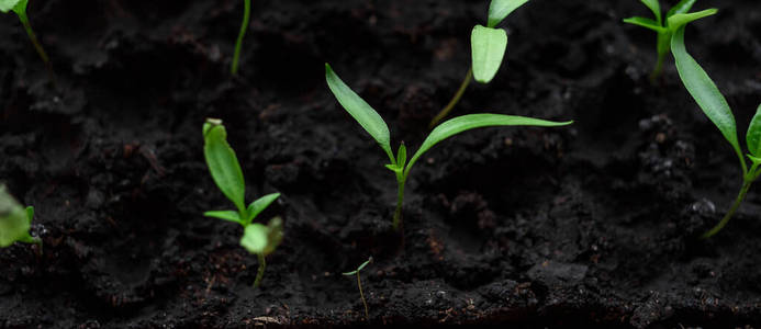 花园 幼苗 土壤 植物 地球 生长 园艺 蔬菜 自然 污垢