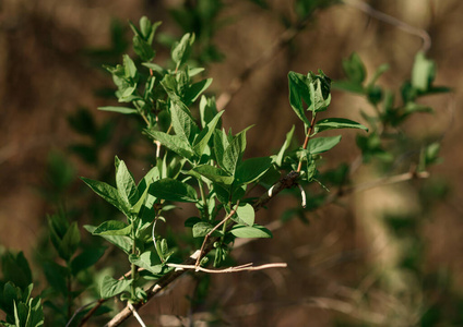 自然 新的 百里香 灌木 草本植物 花园 特写镜头 森林