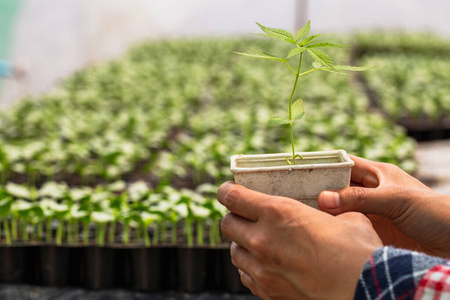 草本植物 农民 花园 药物 生长 宝贝 幼苗 农事 农场