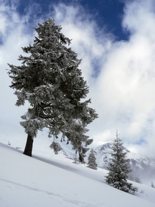 风景 寒冷的 假期 木材 白霜 冷杉 降雪 自然 暴风雪