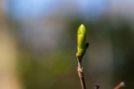 落下 十一月 自然 枫树 木材 特写镜头 植物区系 森林