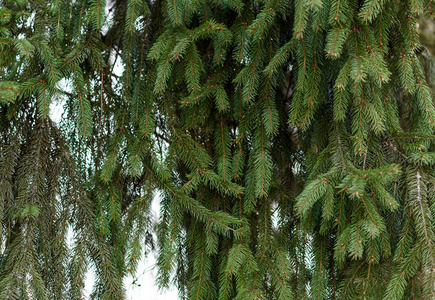 植物区系 松木 冷杉 花园 木材 苔藓 植物 森林 图哈