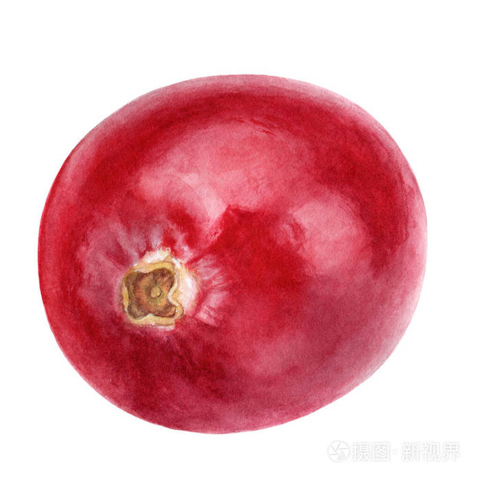 蔓越莓水彩画插图孤立在白色背景上