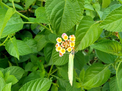 春天 马鞭草 美丽的 花园 颜色 花瓣 草药 园艺 夏天