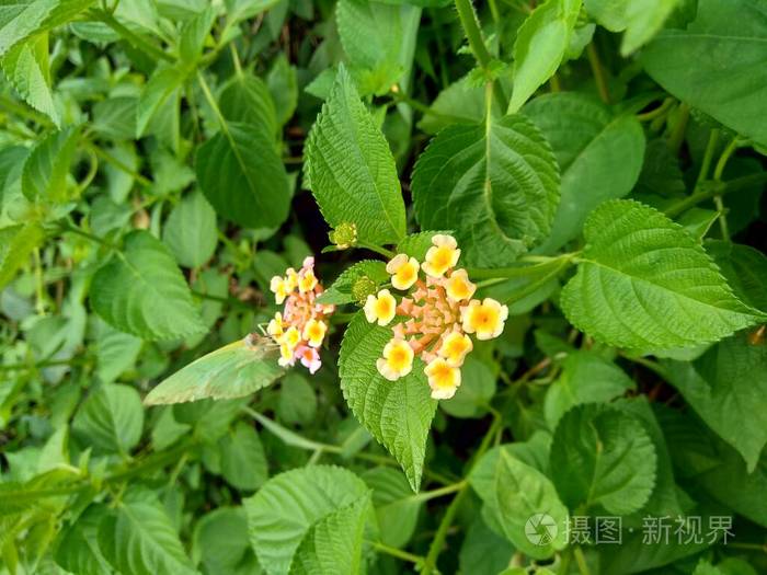 盛开 美丽的 花瓣 马鞭草 花的 紫色 花园 开花 草药