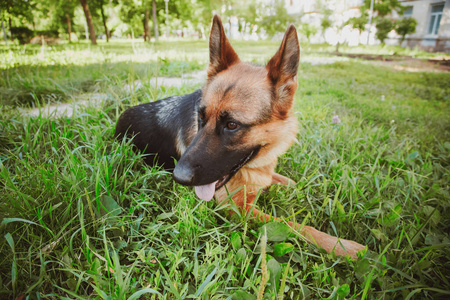 外部 训练 眼睛 警卫 宠物 德语 步行 小狗 美丽的 动物