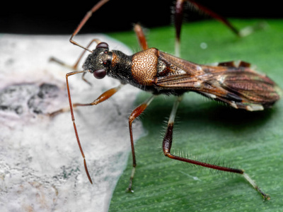 昆虫学 吮吸 动物群 六足动物 动物 缺陷 野生动物 昆虫纲