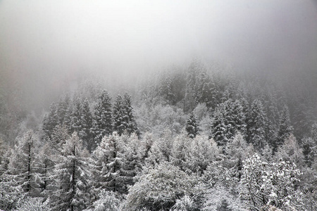 悬崖 冬天 圣诞节 风景 假期 雾凇 奥地利 冷杉 云杉