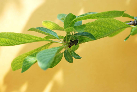 夏天 薄荷 春天 花园 植物学 树叶 食物 生长 草本植物