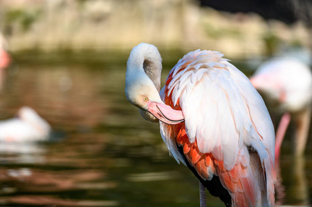 粉红色 公园 火烈鸟 食物 美女 美丽的 旅行 旅行者 自然