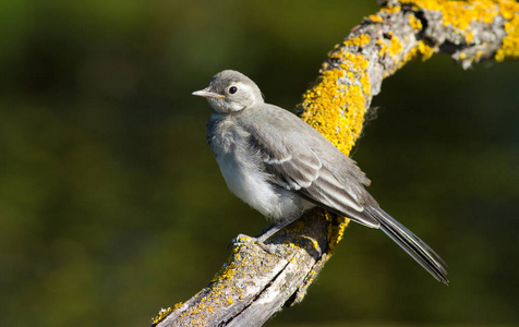 鸟类学 分支 观鸟 动物群 鸣禽 鸟类 美丽的 特写镜头