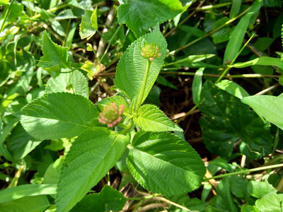 季节 马缨丹 马鞭草 植物区系 春天 开花 特写镜头 颜色