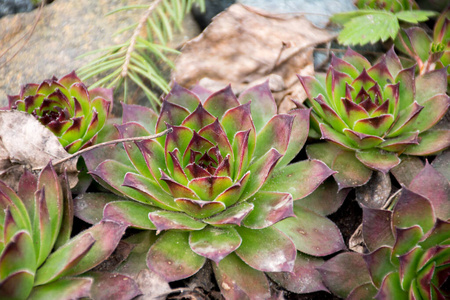 季节 石头 纹理 苔藓 自然 森林 花园 春天 岩石 树叶