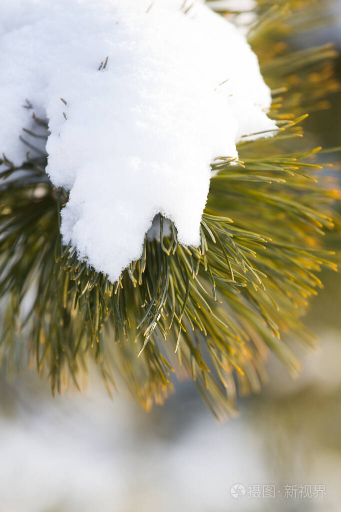 冬天的雪枝冷杉树白雪下的圣诞树枝