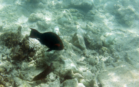 暗礁 浅滩 生活 美女 学校 野生动物 自然 海洋 水肺