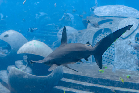 鲨鱼 旅行 珊瑚 美丽的 海的 环境 水下 水族馆 亚特兰蒂斯