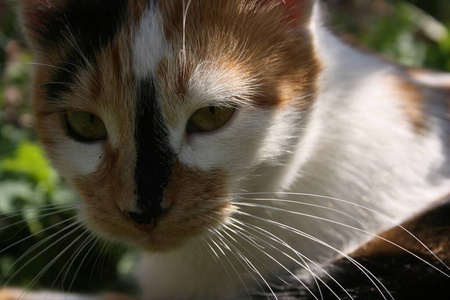 生姜 安慰 小猫 有趣的 肖像 宠物 软的 温暖的 斑猫